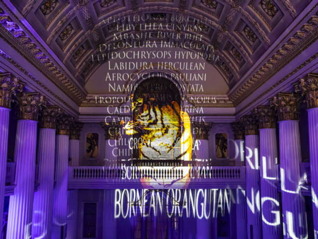 Luxmuralis Life Treloars Mansion House london son et lumiere light and sound projection art light art epic art london _13smv